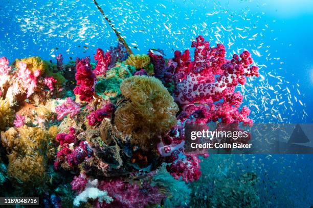 ss yongala - great barrier reef stock pictures, royalty-free photos & images