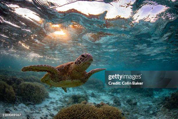 great barrier reef underwater landscapes and wildlife - great barrier riff stock-fotos und bilder