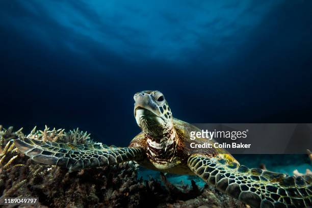 great barrier reef underwater landscapes and wildlife - coral cnidario fotografías e imágenes de stock