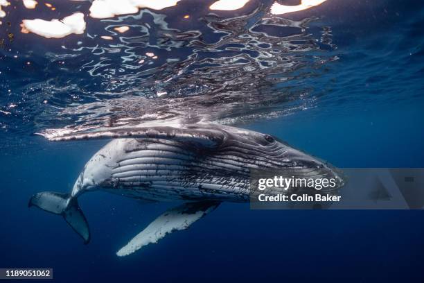 humpback whales of tonga - humpbacks imagens e fotografias de stock