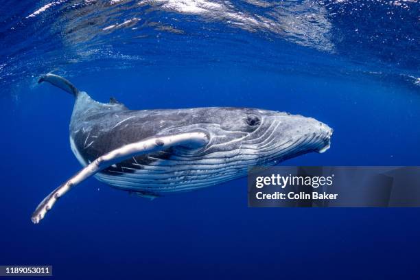 humpback whales of tonga - wal stock-fotos und bilder