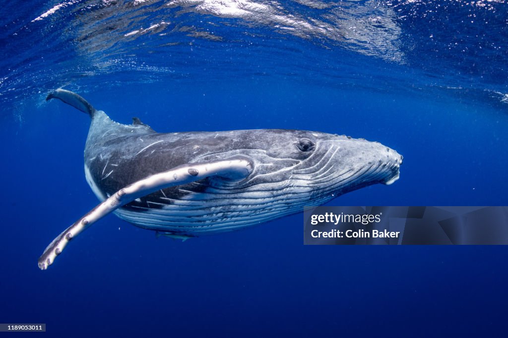 Humpback Whales of Tonga