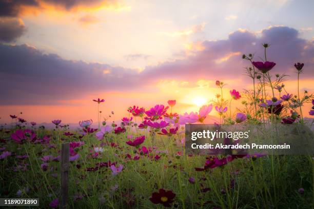 beautiful rural landscape with sunrise and open meadow yellow flowers bloom in the spring fields. wild flowers blooming in the sunset summer scene view - open country ストックフォトと画像