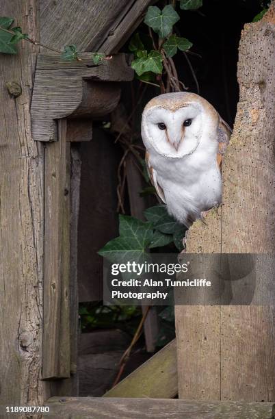 barn owl in shed - barn owl stock pictures, royalty-free photos & images