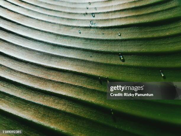 banana leaf - palm leaves pattern stock pictures, royalty-free photos & images