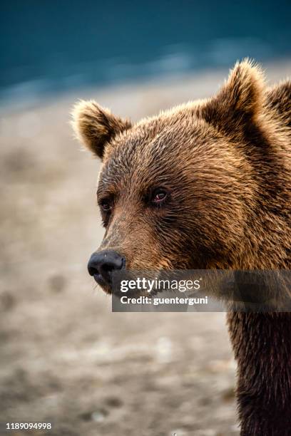 retrato de cerca de un gran oso pardo, kamchatka - brown bear fotografías e imágenes de stock