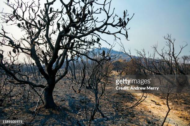 burnt mountain landscape after forest fire, bushfire with banksia tree and hiking track, path, blue mountains, australia - australia fire ストックフォトと画像