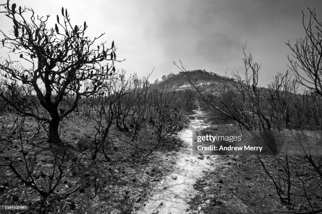 Burnt mountain landscape after forest fire, bushfire with Banksia tree and hiking track, path, Blue Mountains, Australia