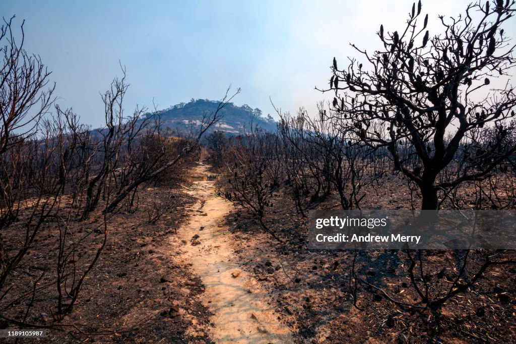 Burnt mountain landscape after forest fire, bushfire with Banksia tree and hiking track, path, Blue Mountains, Australia