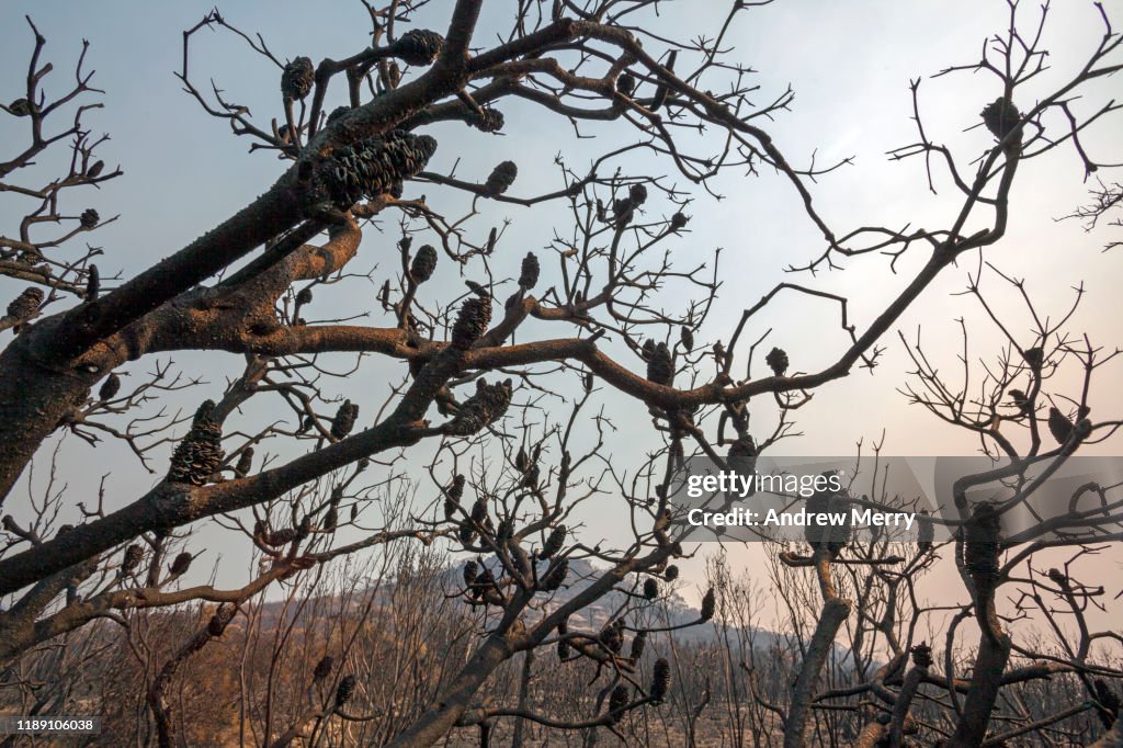 Burnt Banksia tree in mountain landscape after forest fire, bushfire in Blue Mountains, Australia