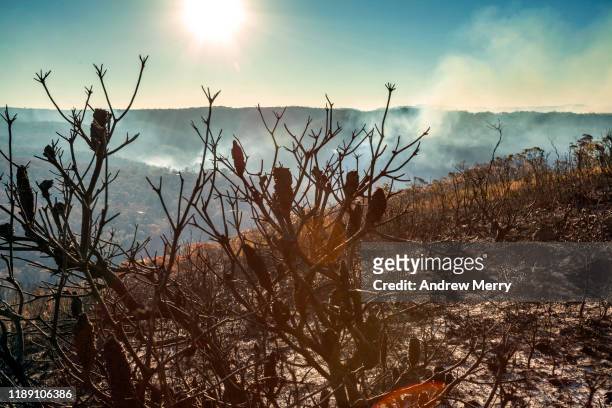 sun setting in burnt smouldering mountain landscape with burnt banksia trees after forest fire, bushfire in blue mountains, australia - indigenous australia stock pictures, royalty-free photos & images