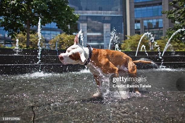 Max, a red nose pitbull cools himself in the Columbus Circle fountain during a heat wave on July 12, 2011 in New York City. The National Weather...