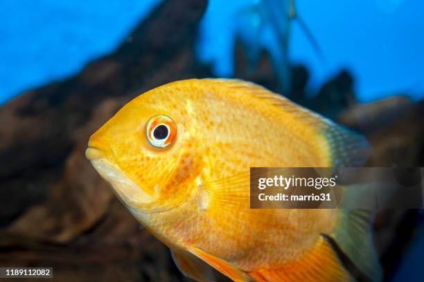 cihlid fish,cichlasoma citrinellum - cichlid aquarium stock pictures, royalty-free photos & images