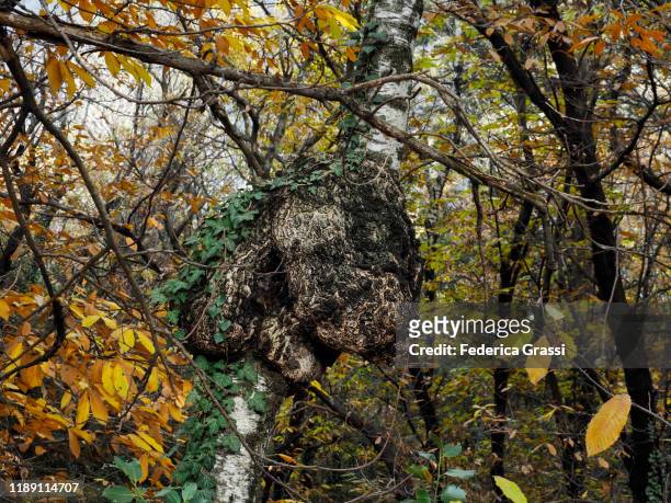 crown gall or abnormal growth on a tree trunk caused by agrobacterium tumefaciens - gal stockfoto's en -beelden