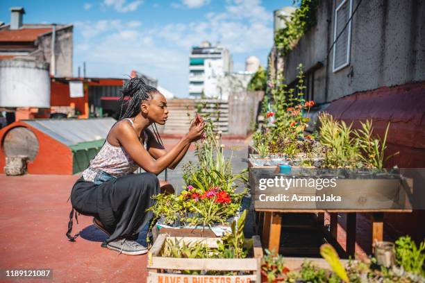 jonge afrikaanse vrouw het controleren van plantengroei in daktuin - buenos aires rooftop stockfoto's en -beelden