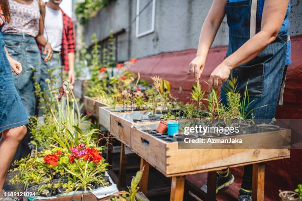 crates of young plants and seed starters in roof garden - buenos aires rooftop stock pictures, royalty-free photos & images