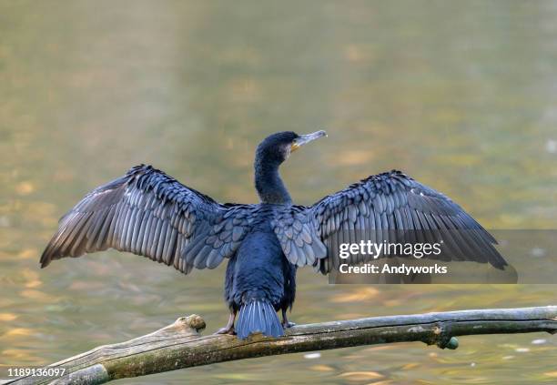 großer kormoran - kormoran stock-fotos und bilder