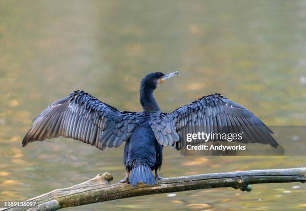 great cormorant - phalacrocorax carbo stock pictures, royalty-free photos & images