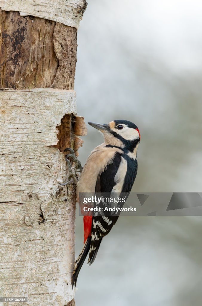 Male great spotted woodpecker