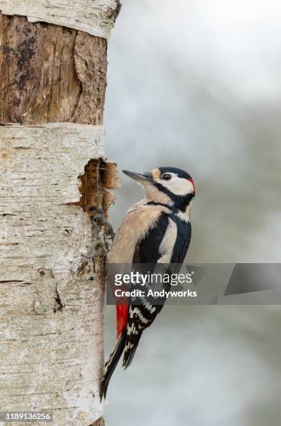 male great spotted woodpecker - birch tree forest stock pictures, royalty-free photos & images