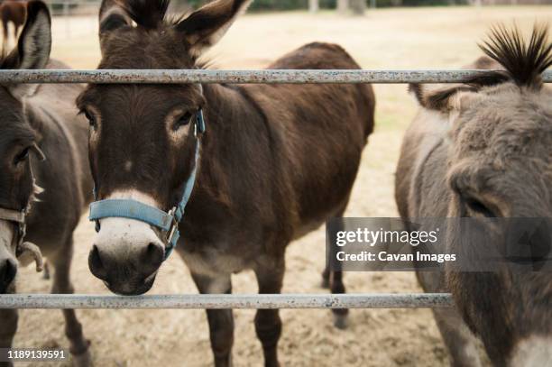 close up of donkeys standing at a fence - tubac arizona stock pictures, royalty-free photos & images