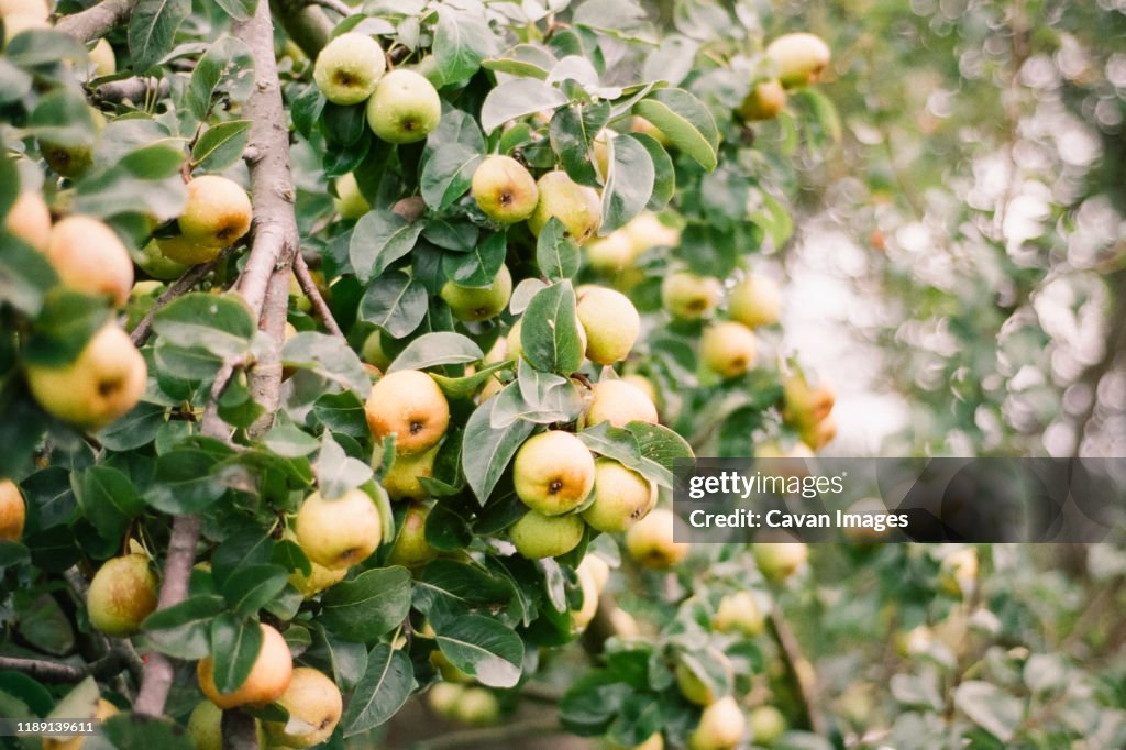 Yellow Green Pears Growing on a Tree with Green Leaves