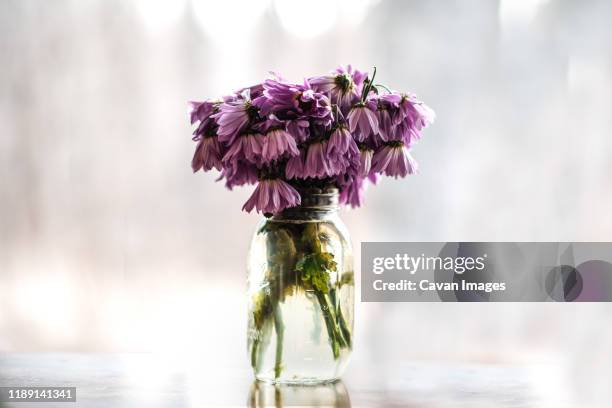 wilting purple daisies in mason jar - végétation fanée photos et images de collection