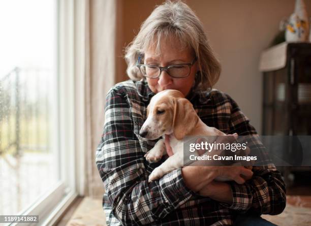 60 year old woman kissing her puppy at home sitting by window - 60 year old stock-fotos und bilder