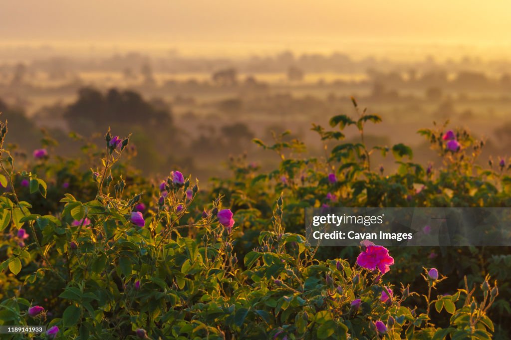 Kazanlak Rose / Rosa Damascena