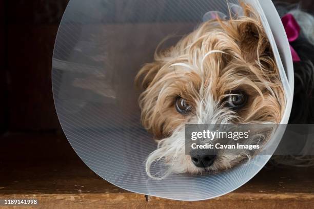 yorkshire terrier after a vet visit with cone on head. - yorkshire terrier vet stock pictures, royalty-free photos & images