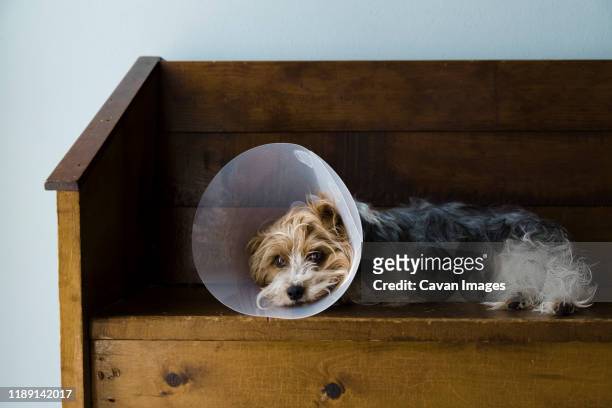 full view of a yorkshire terrier laying on a bench with a vet cone on. - yorkshire terrier vet stock pictures, royalty-free photos & images