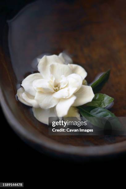 gardenia flower floating in bowl of water - gardenia stock pictures, royalty-free photos & images