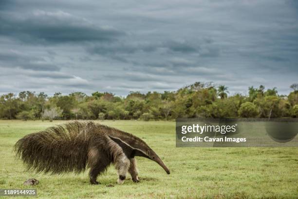 giant anteater walking in brazilian pantanal wetland - anteater 個照片及圖片檔