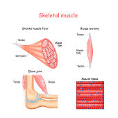 Structure of skeletal muscle fibers. Biceps and Triceps anatomy.