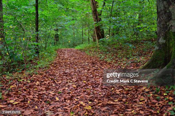 when i look at the trees, i see intricate patterns and colors of wildness - mammoth cave kentucky stock pictures, royalty-free photos & images