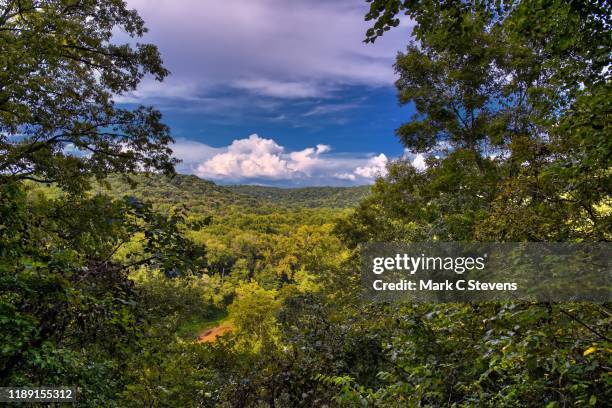 had i not found content amongst the trees - mammoth cave stock pictures, royalty-free photos & images