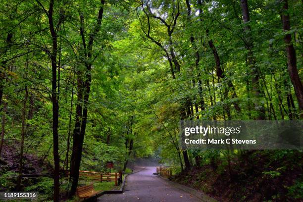 i met another on the road, and we both enjoyed the forest - mammoth cave stock pictures, royalty-free photos & images