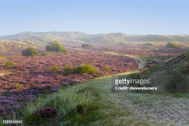 wonderful heather colours at winterton on sea in norfolk - valley of flowers uttarakhand stockfoto's en -beelden