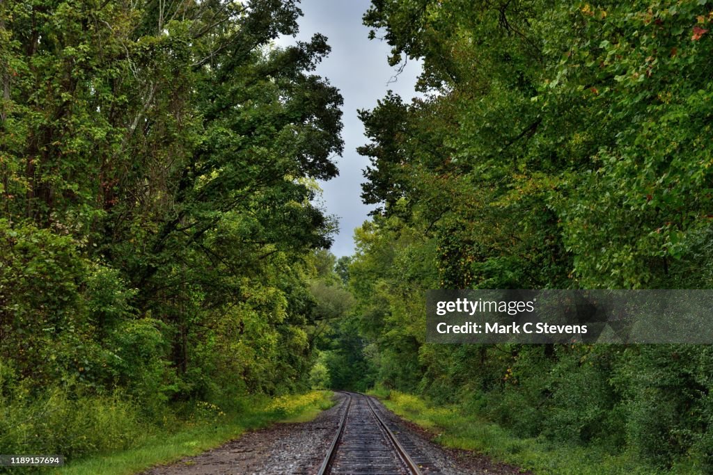 A Path of Life Would Lead Me to the Woods and Forest