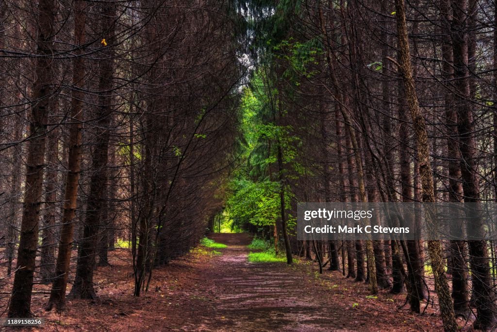 For I Imagined an Image Amongst the Trees...and Then Open My Eyes to Behold It!