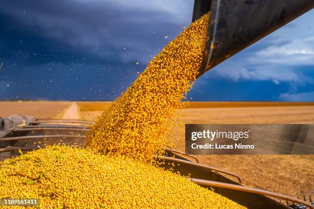 combine loads soybean in a truck - soybean stock-fotos und bilder