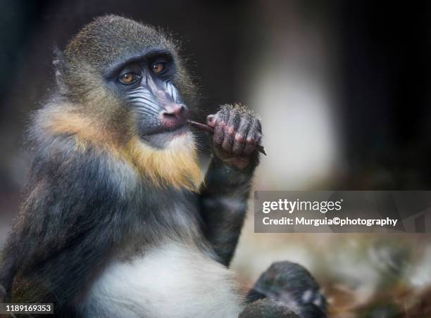 mandrill - mandrill stock pictures, royalty-free photos & images