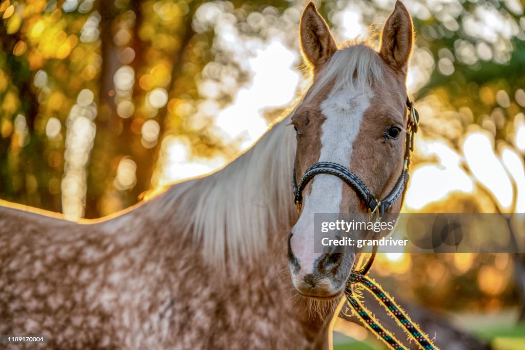 A Beautiful Gold And White Spotted Palomino Quarter Horse