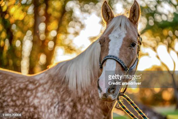 a beautiful gold and white spotted palomino quarter horse - horse stock pictures, royalty-free photos & images