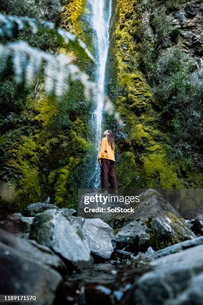 discovering new adventures - new zealand forest stock pictures, royalty-free photos & images