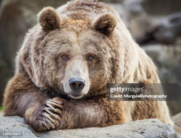 bear - braunbär stock-fotos und bilder