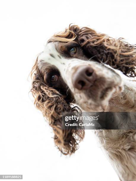 springer spaniel dog looking down - peeking through stock pictures, royalty-free photos & images