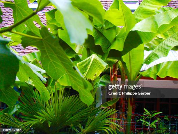 tropical garden - bananenplant stockfoto's en -beelden