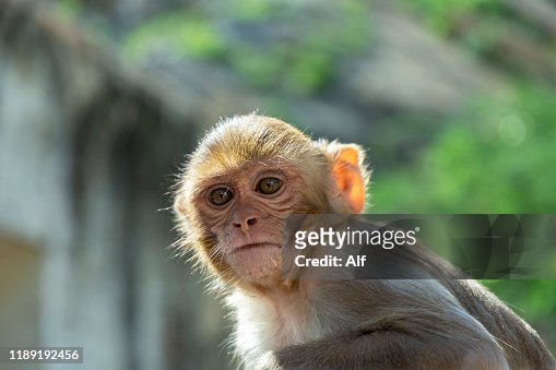 294 Pilgrim Monkey Photos and Premium High Res Pictures - Getty Images