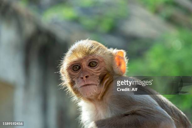 baboon in galwar bagh, the temple of the monkeys in jaipur, rajasthan, india - lord hanuman stock pictures, royalty-free photos & images